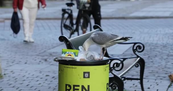 Копенгаген Данія 2019 Липня Невпізнанний Громадянин Їде Чайка Яка Розсіяння — стокове відео