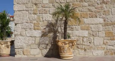 Yazın, duvarın yanındaki tencerede palmiye ağacı.