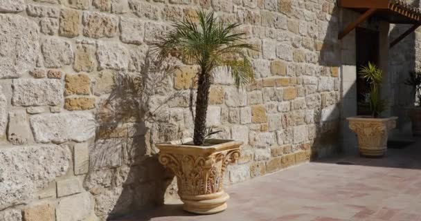 Yazın Duvarın Yanındaki Tencerede Palmiye Ağacı — Stok video