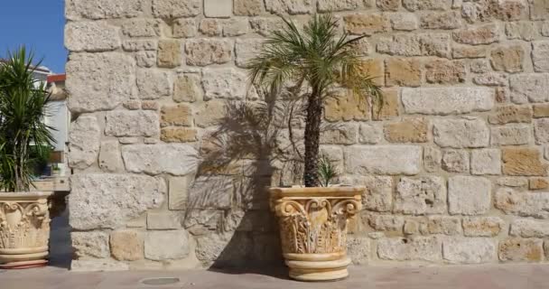 Palmera Una Maceta Cerca Pared Aire Libre Verano — Vídeos de Stock