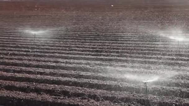 在农田上浇灌植物 — 图库视频影像
