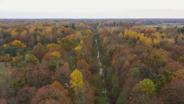Der Bach Herbstwald Blick Von Der Drohne — Stockvideo