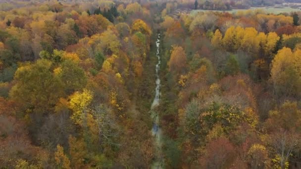 Der Bach Herbstwald Blick Von Der Drohne — Stockvideo