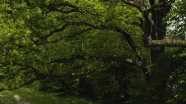 Büyük orman ağacının yanından uçuyor