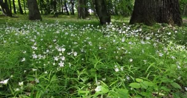 Wildflowers Lesie Okresie Letnim — Wideo stockowe