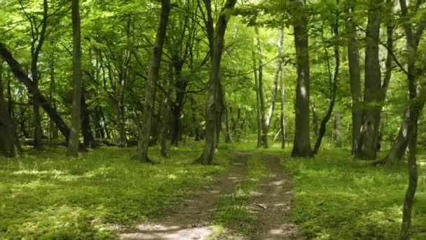 Caméra volante sur le chemin dans la forêt 