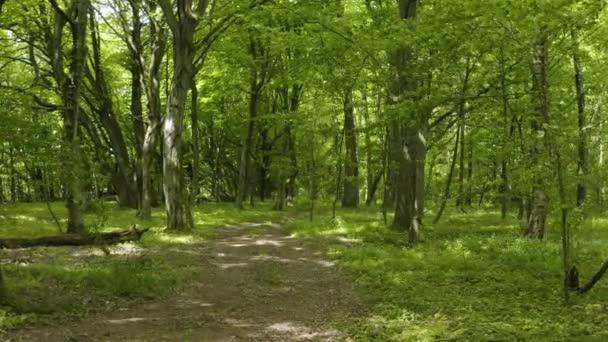 Telecamera Volante Sul Percorso Nella Foresta — Video Stock