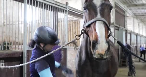 Ruiter Maakt Zijn Paard Schoon Voor Training — Stockvideo