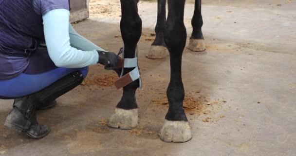 Cavaliere Mette Gli Stivali Sulle Zampe Del Cavallo Prima Dell — Video Stock