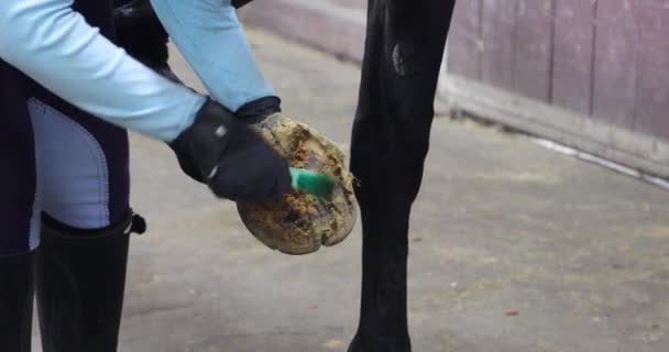 Ruiter Maakt Hoef Van Het Paard Schoon Voor Training — Stockvideo