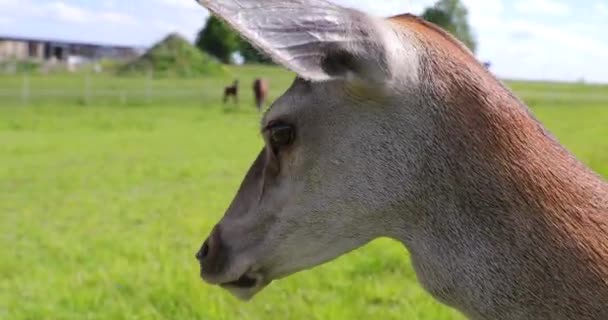 Vörös Szarvas Nőstény Közeledik Nyáron — Stock videók