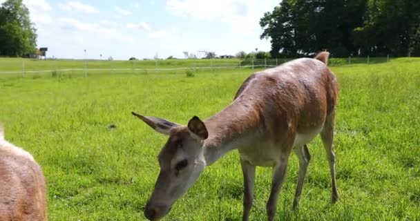 Femmina Cervo Rosso Vicino Estate — Video Stock