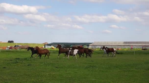 Biegające Konie Zielonej Łące Latem — Wideo stockowe