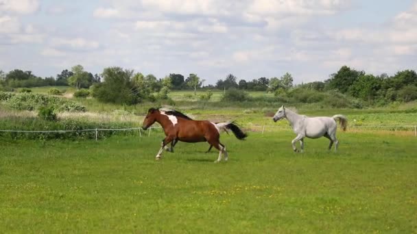 夏天在绿色的草地上奔跑的马 — 图库视频影像