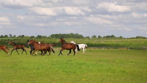 Die Laufpferde Auf Der Grünen Wiese Sommer — Stockvideo