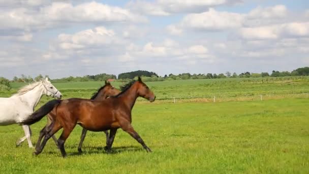 Cavalos Correndo Prado Verde Verão — Vídeo de Stock