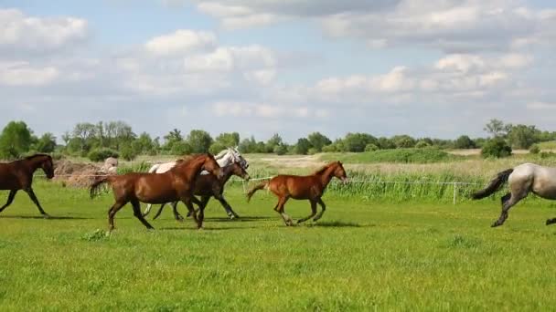 Les Chevaux Course Sur Prairie Verte Été — Video