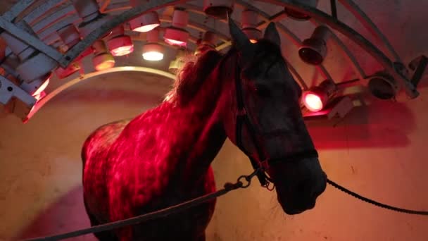 Cavallo Scalda Sotto Lampade Infrarosse Interne — Video Stock