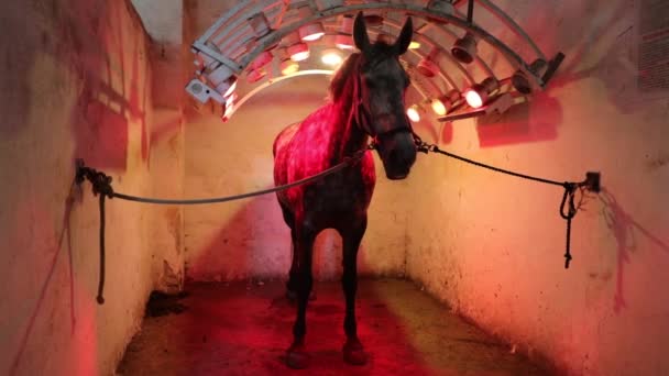 Het Paard Warmt Onder Infrarood Lampen Binnenshuis — Stockvideo