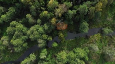 Rominta ormanındaki derenin havadan görünüşü