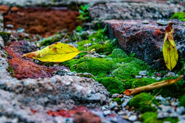 First Leafs Last Day Summer — Stock Photo, Image