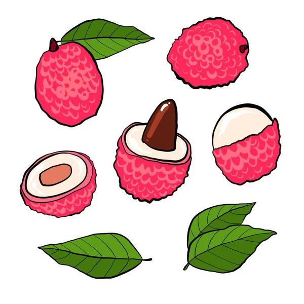 Lychees hand drawn set isolated on white background. Lychee fresh fruits on the branch, half and pieces — Stock Vector