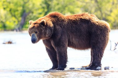 Kurile Gölü 'nde balık tutan kahverengi ayı (Ursus arctos beringianus). Kamçatka Yarımadası, Rusya.