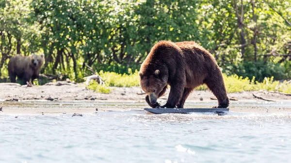 Bruine Beer Ursus Arctos Beringianus Aan Het Vissen Het Kurile — Stockfoto