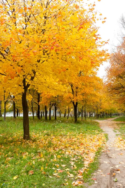 Maple trees with yellow leaves near path, autumn landscape with maple tree