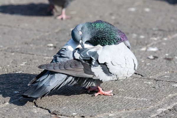 街のアスファルト舗装に鳩 通りに立って灰色の鳩 — ストック写真