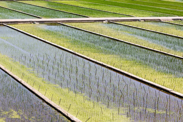 绿亚西亚有机稻田 近景图像 — 图库照片