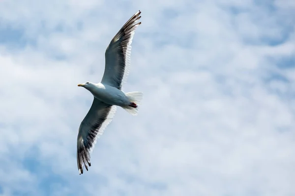 自由海鸥在大海的蓝天中飞翔 — 图库照片