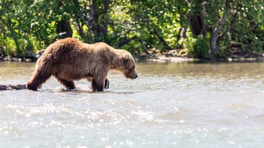 Kurile gölünde balık tutan kahverengi ayı (Ursus arctos beringianus). Kamçatka, Rusya