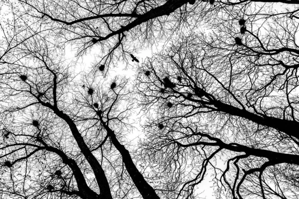 Silhouette Eines Dunklen Raben Der Über Kahlen Bäumen Fliegt — Stockfoto