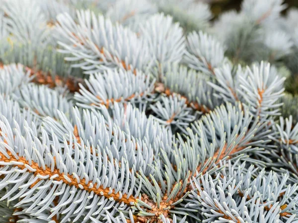 Blue Spruce Branches Winter Blue Spruce Tree Picea Pungens Christmas — Stock Photo, Image