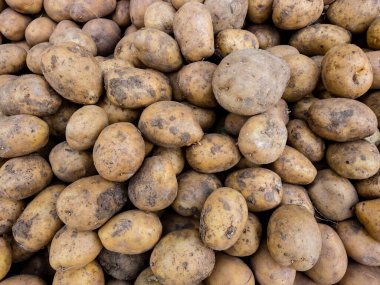 Çiftçi pazarında taze organik patates yumrusu. Patates arkaplanını kapat.