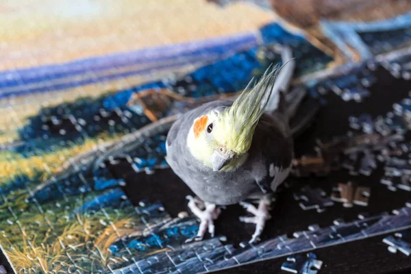 Papagei Corella Nymphicus Hollandicus Sitzt Auf Den Puzzleteilen Finale Der — Stockfoto