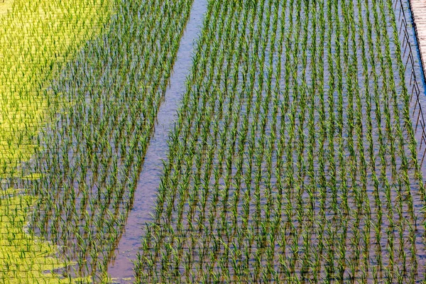 Прямые Ряды Органических Зеленых Рисовых Азиатских Полей Естественный Фон — стоковое фото