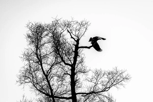 Silueta Águila Oscura Volando Sobre Las Ramas Desnudas Los Árboles —  Fotos de Stock