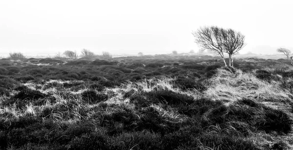 Βαρετό Μοναχικό Δέντρο Είναι Στην Πρωινή Ομίχλη Του Φθινοπώρου Texel — Φωτογραφία Αρχείου