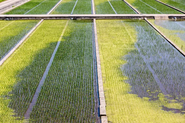 Rijstgroene Velden Azië Bovenaanzicht Van Rijstvelden Rijstvelden Landelijke Landschappen — Stockfoto