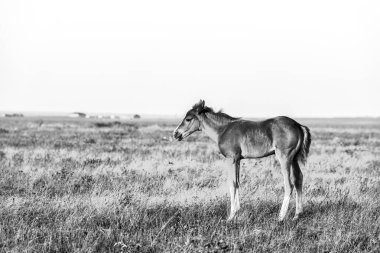 Çayırda duran küçük şirin bir tay, kırsal alan..