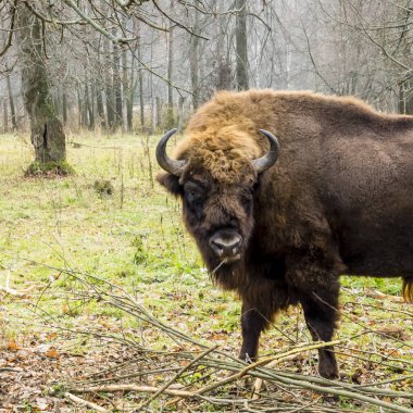 Ormandaki yaban öküzleri. Avrupa bizonu (Bizon bonasus), ayrıca bilge ya da Avrupa ağaç bizonu olarak da bilinir, Rusya