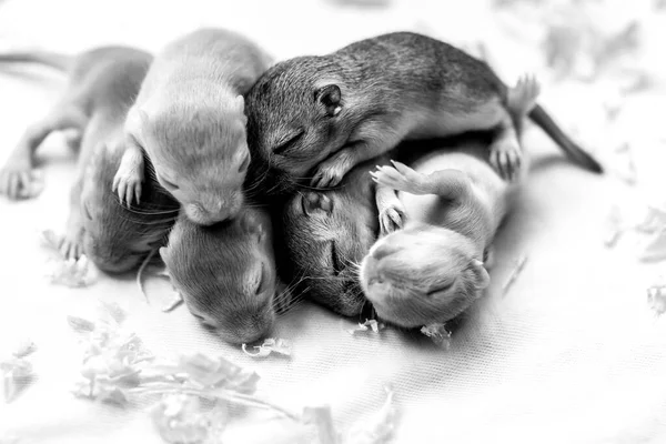 Małe Śpiące Myszy Makroobraz — Zdjęcie stockowe