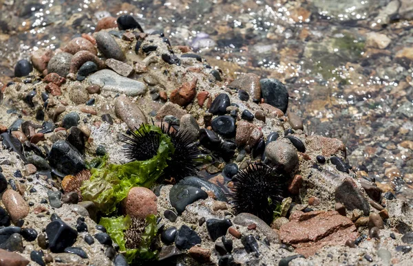 Sea Urchins on the coast of Japan sea, Pacific ocean