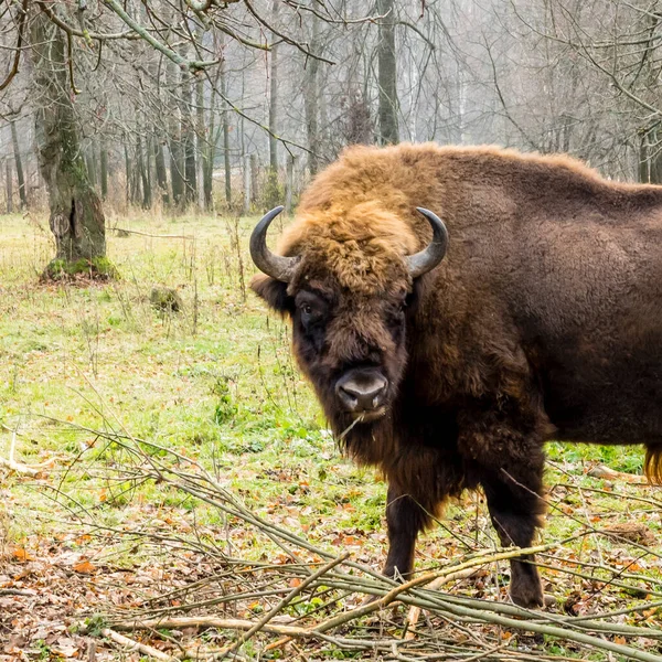 Aurochové Lese Evropský Bizon Bizon Bonasus Známý Také Jako Moudrý — Stock fotografie