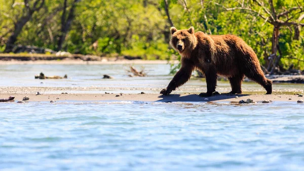 Brown Bear Ursus Arctos Beringianus Fishing Kurile Lake Kamchatka Peninsula — Stock Photo, Image
