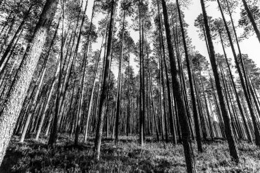 Güneşli bir yaz gününde çam ormanı. Siyah ve beyaz resim