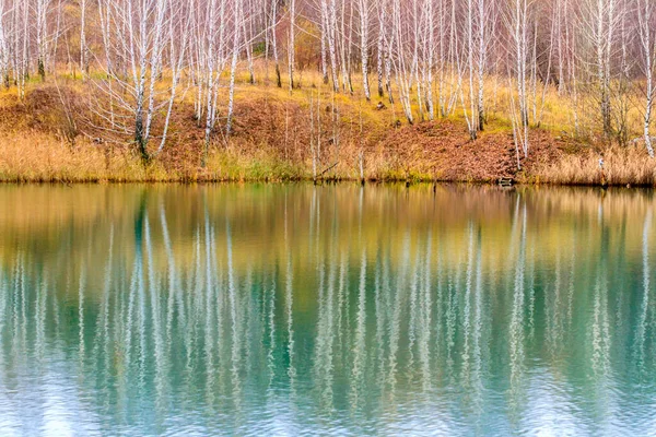 Reflection Bare Birch Forest Water Calm Lake Overcast Autumn Weather — Stock Photo, Image