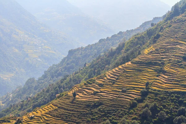 Champs Riz Sur Les Terrasses Himalaya Népal Paysages Ruraux — Photo